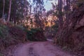 Empty road in deep forest early in the morning. Ancient footpath on Camino de Santiago, Spain. Rural way in morning haze in wood. Royalty Free Stock Photo