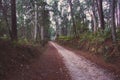 Empty road in deep forest early in the morning. Ancient footpath on Camino de Santiago, Spain. Rural way in morning haze in wood. Royalty Free Stock Photo