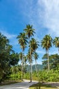 Empty road through exotic tropical forest with tall palm trees on a sunny day Royalty Free Stock Photo