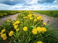 Empty road through a field with dandelions. Bright sky with clouds over the road Royalty Free Stock Photo