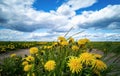 Empty road through a field with dandelions. Bright sky with clouds over the road Royalty Free Stock Photo