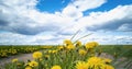 Empty road through a field with dandelions. Bright sky with clouds over the road Royalty Free Stock Photo