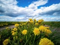 Empty road through a field with dandelions. Bright sky with clouds over the road Royalty Free Stock Photo