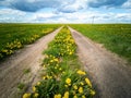 Empty road through a field with dandelions. Bright sky with clouds over the road Royalty Free Stock Photo