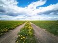Empty road through a field with dandelions. Bright sky with clouds over the road Royalty Free Stock Photo