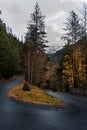 Empty wet road through the forest in autumn rainy day Royalty Free Stock Photo