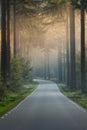 An empty road in the forest on an early morning in the autumn season