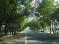 Empty road fully covered with trees Royalty Free Stock Photo