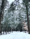 The empty road go through woods Royalty Free Stock Photo