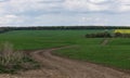 an empty road going forward between a green and plowed field with trees on the side in spring. Sunset Royalty Free Stock Photo