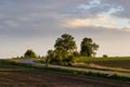 an empty road going forward between a green and plowed field with trees on the side in spring. Sunset Royalty Free Stock Photo