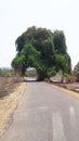 Empty road with green tree andunique way into tree