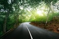 Empty road in jungle Royalty Free Stock Photo