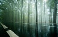 Empty road through misty dark beech forest