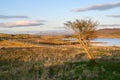 Empty road and an old tree in Rannoch Moor in Scotland during sunset Royalty Free Stock Photo