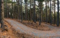 Empty road passing through the forest in Autumn Royalty Free Stock Photo