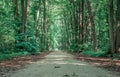 Empty road or path in Baneasa forest, near Bucharest. lonely walkway through the woods Royalty Free Stock Photo