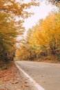 Empty road street in colorful autumn forest park Royalty Free Stock Photo