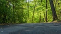 Empty road to the forest, path in the forest, nature with green trees, nature background Royalty Free Stock Photo