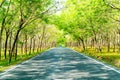 empty road with tree arch or tunnel Royalty Free Stock Photo