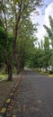 Empty road with trees besides and clear blue sky Royalty Free Stock Photo