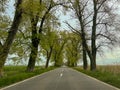 Empty road with trees in Dobrogea