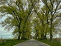 Empty road with trees in Dobrogea