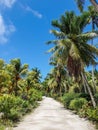 Empty road through exotic tropical forest with palm trees on a sunny day Royalty Free Stock Photo