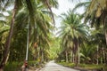 Empty road among the tropical jungle on the Koh Phangan island, Thailand Royalty Free Stock Photo
