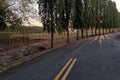 Empty road with yellow strips in big tree garden sunset time Royalty Free Stock Photo