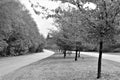 Empty roads with autumn trees and leaves