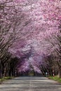 An empty rural road covered by a beautiful Cherry Blossom tunnel during spring Royalty Free Stock Photo