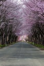 An empty rural road covered by a beautiful Cherry Blossom tunnel during spring Royalty Free Stock Photo