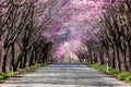 An empty rural road covered by a beautiful Cherry Blossom tunnel during spring Royalty Free Stock Photo