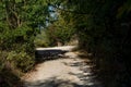 Nature\'s Reclamation: Unpaved Rural Road in Summer Light Royalty Free Stock Photo