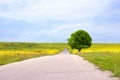 Empty rural road among green fields with yellow flowers and a lonely big green tree with a beautiful round crown Royalty Free Stock Photo