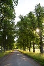 Empty rural road on the countryside surrounded by trees