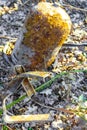 Empty rusted gas container in the forest in Germany