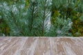 Empty rustic wood table top on christmas tree branches background with spider web in forest. Can montage or display your products Royalty Free Stock Photo