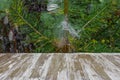 Empty rustic wood table top on christmas tree branches background with spider web in forest. Can montage or display your products Royalty Free Stock Photo