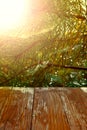 Empty rustic wood table top on christmas tree branches background with spider web in forest. Can montage or display your products Royalty Free Stock Photo