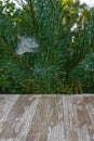 Empty rustic wood table top on christmas tree branches background with spider web in forest. Can montage or display your products Royalty Free Stock Photo