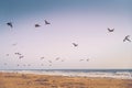 Empty sand beach and flock of flying pelicans.