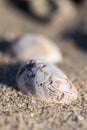 Empty sea snail shell on sand close texture Royalty Free Stock Photo