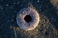 Empty sea urchin on sandy shore Royalty Free Stock Photo