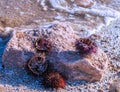 Empty sea urchin shells upon the sand along the Mediterranean Sea