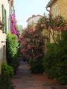 Empty shaded street in Antibes. Walls of the houses covered in green creepers and gorgeous blooming oleanders with pink flowers