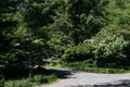 Empty Shaded Trail with Green Trees and Plants at Central Park in New York City during Spring with a Street Light