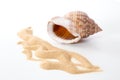 Empty shell of Bonnet snails Semicassis granulata and sand pattern Royalty Free Stock Photo