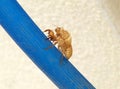 Empty shell of cicada abondoned after metamorphosi